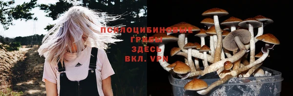 прущие грибы Алзамай